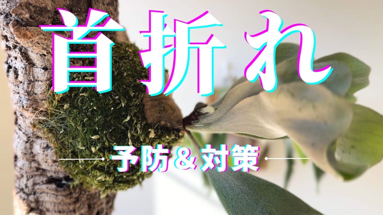 ビカクシダ首折れ！予防と対策