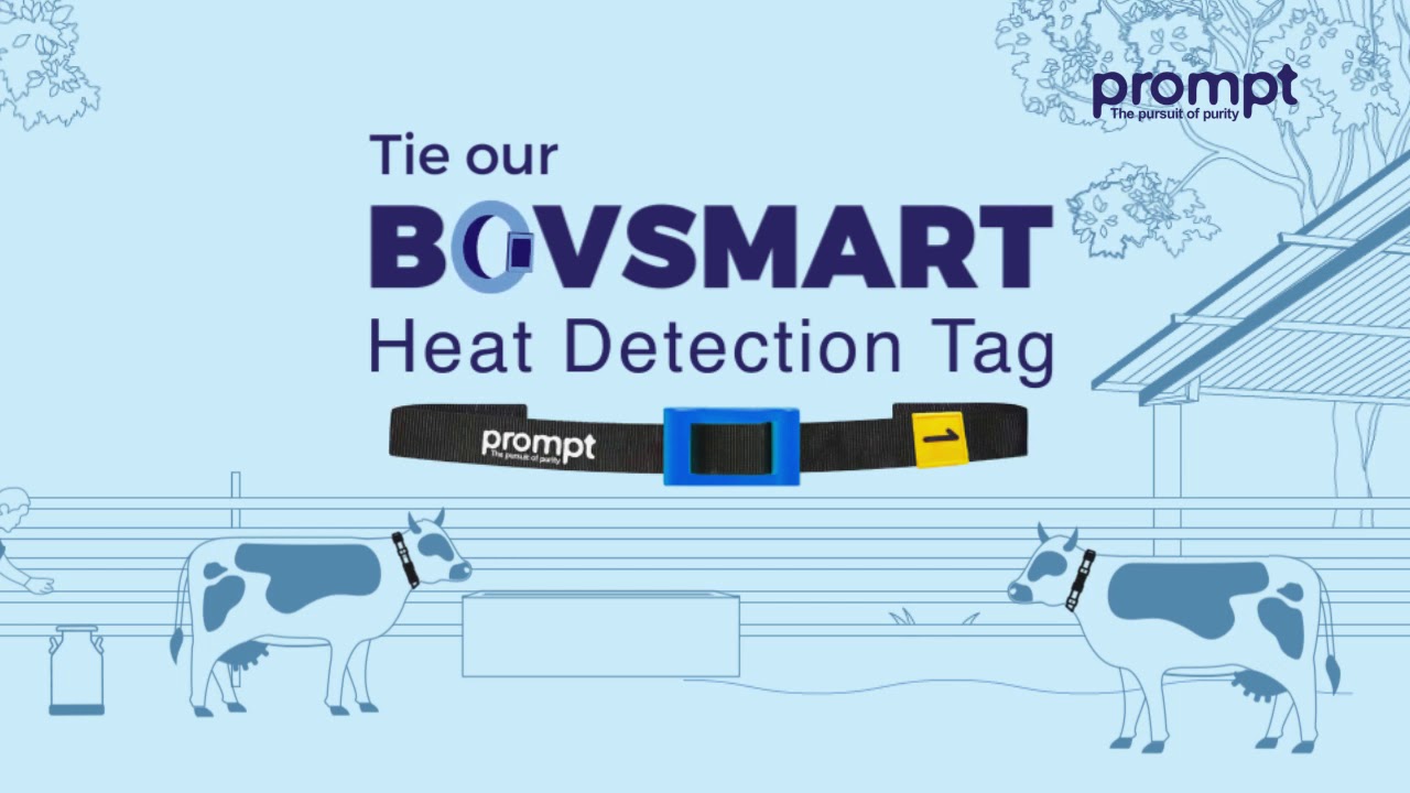 Do you know accurate and efficient detection of heat in dairy cattle is an important and essential ?