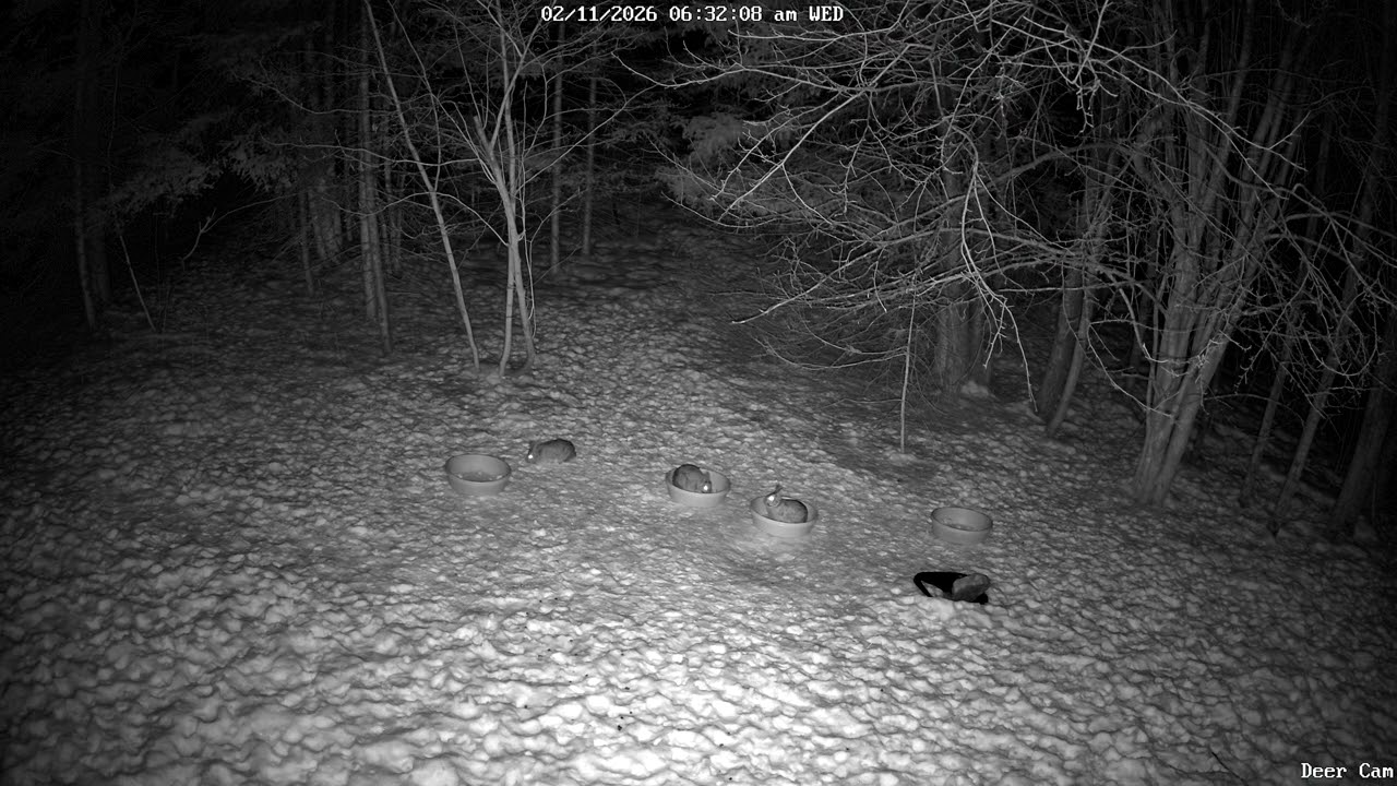 Cotton Tail Rabbits 2-11-2026 6:34 AM