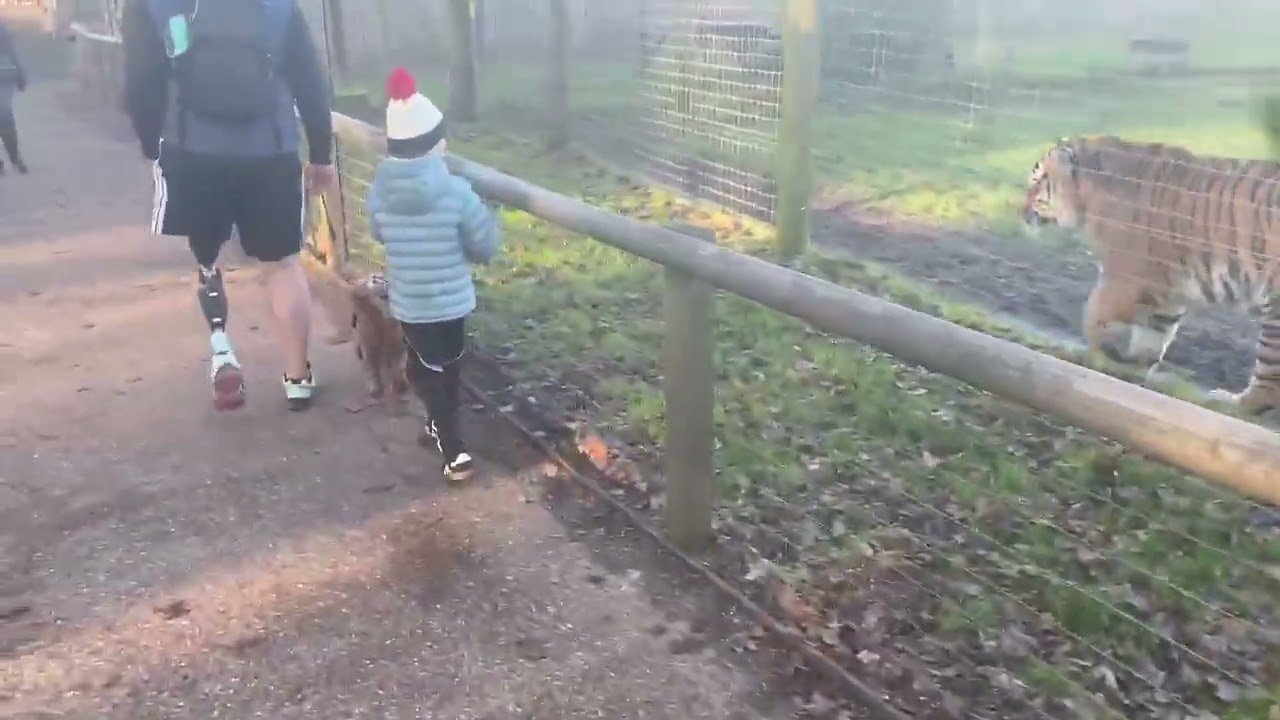 Tiger following Dog🤭 #zoo #video #viral #youtube 