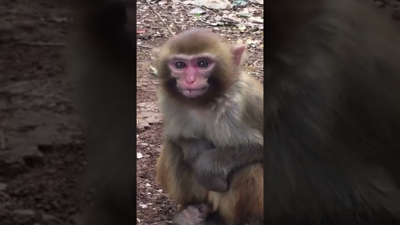 #Little Monkey Crying Loudly Because Need Food From Cameraman