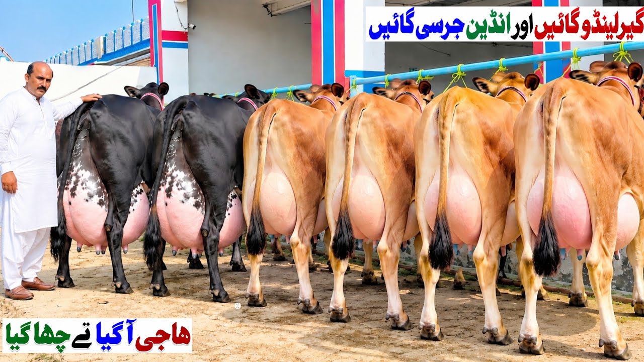 Jersey & Gerlando Cows for Sale | Haq Baho Dairy Farm | Punjab, Pakistan