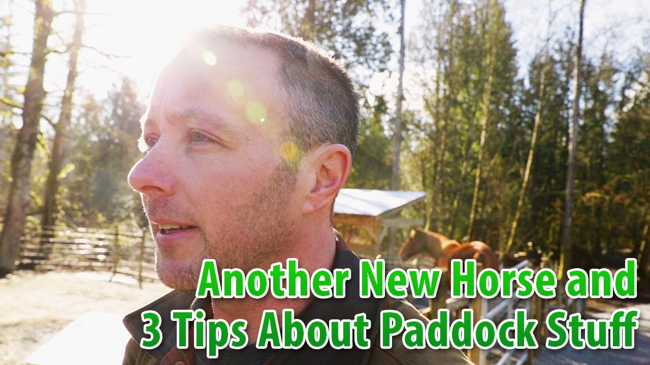 Another New Horse and 3 Tips About Paddock Stuff
