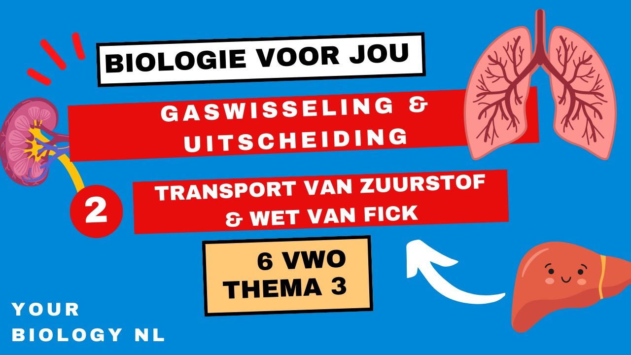 6 vwo | Gaswisseling & Uitscheiding | 2 | Gaswisseling II: Transport van zuurstof & wet van Fick