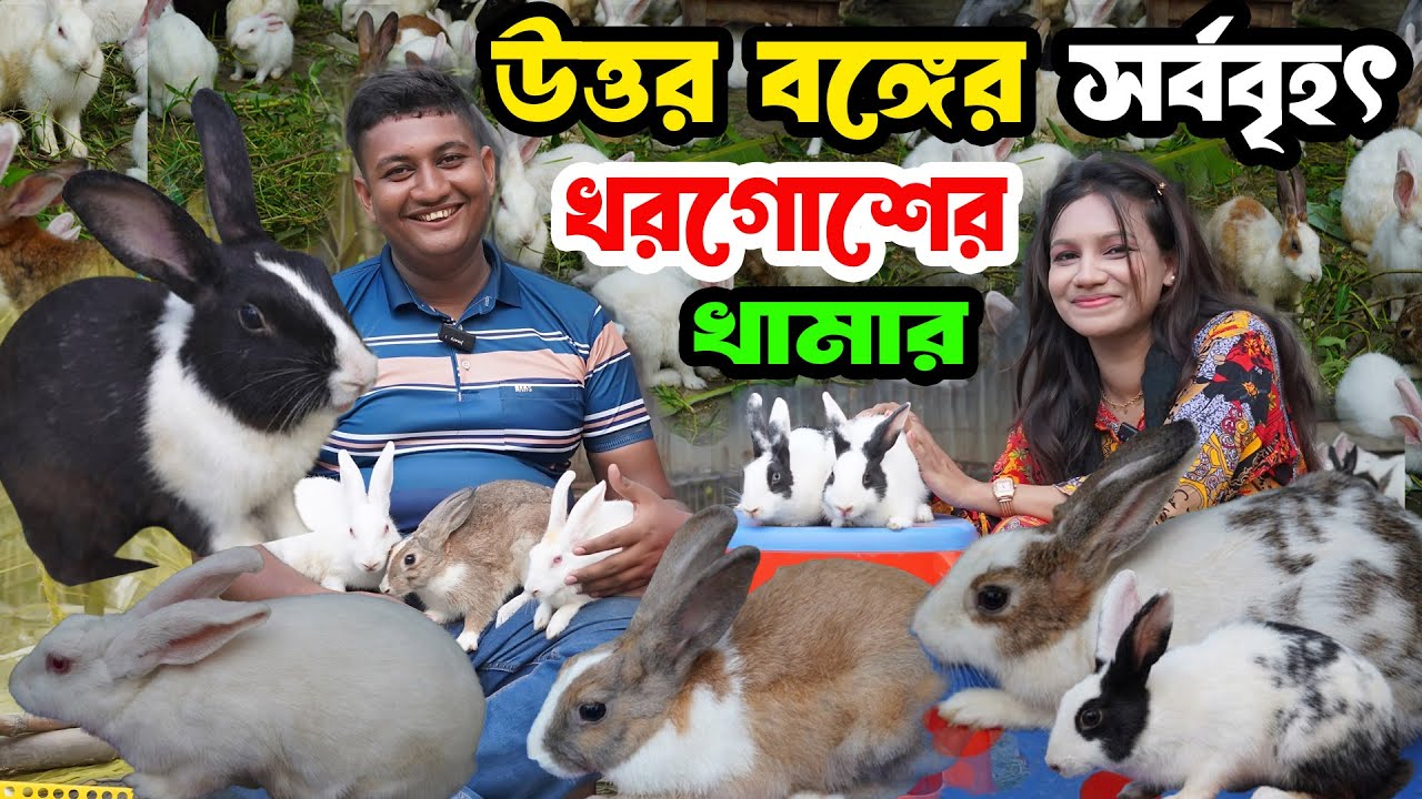 বাংলাদেশের উত্তর বঙ্গের সর্ববৃহৎ খরগোশের খামার দেখুন ও দাম জানুন। Rabbits Farm । Rabbits  Price