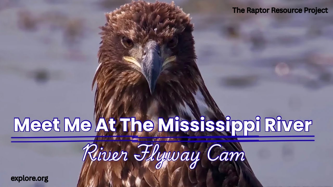 The Bald Eagle Super Highway | The Mississippi River Flyway | Bird Migration 