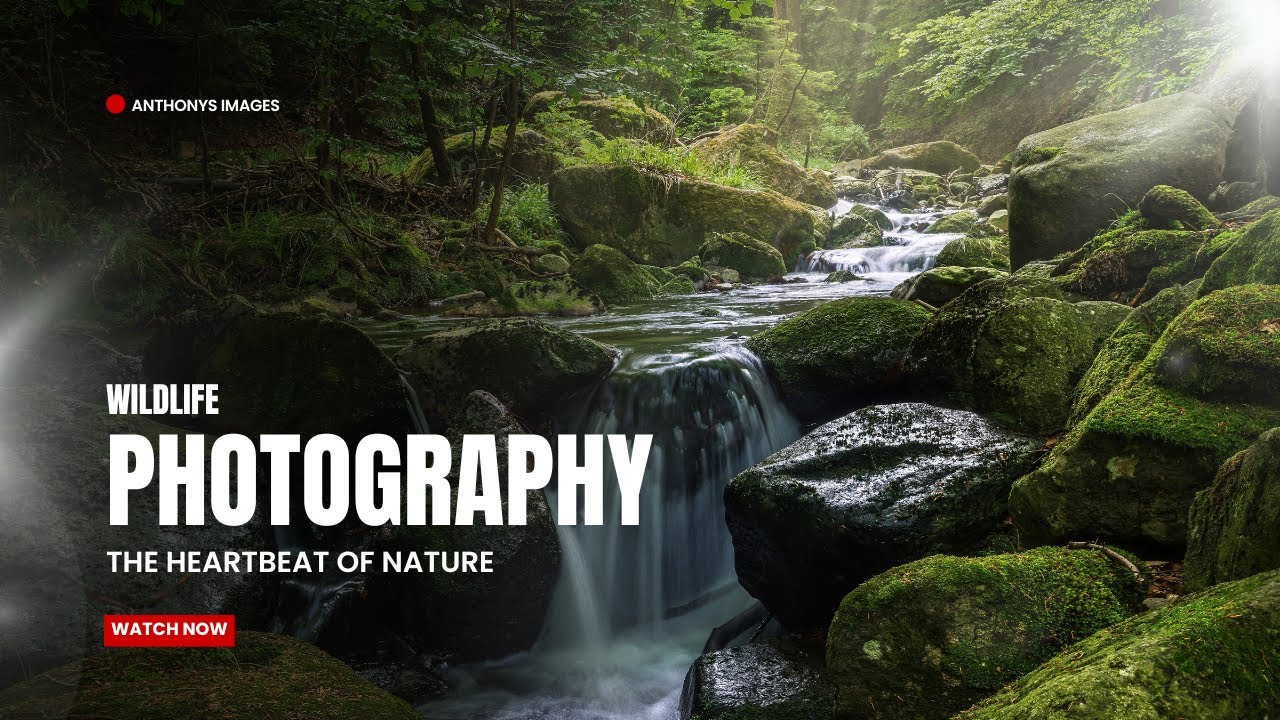 AUSTRALIAN WILDLIFE & NATURE PHOTOGRAPHY ☆