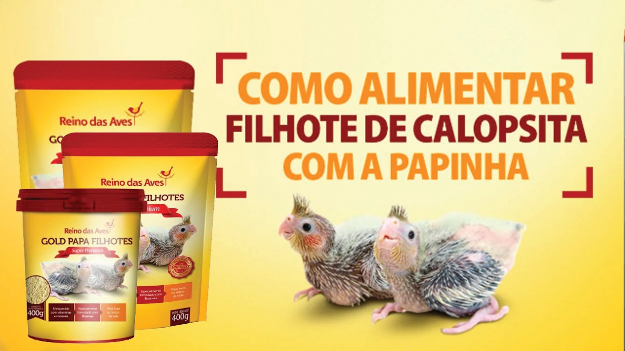 COMO DAR PAPINHA PARA FILHOTES | UNIVERSO DOS P&Aacute;SSAROS