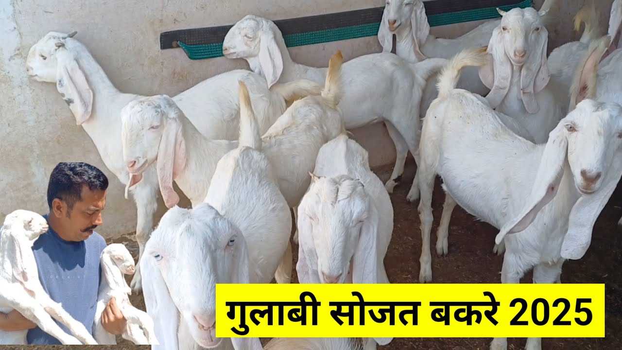 सोजत गुलाबी गोट फार्म | क्वालिटी वाले सोजत बकरे बकरिया | होल सेल बकरी फार्म |