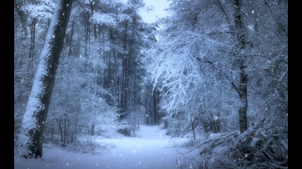 Snowstorm in Forest Blizzard Wind & Snow Sounds for Sleep #snowstorm #blizzardsounds #winterambience