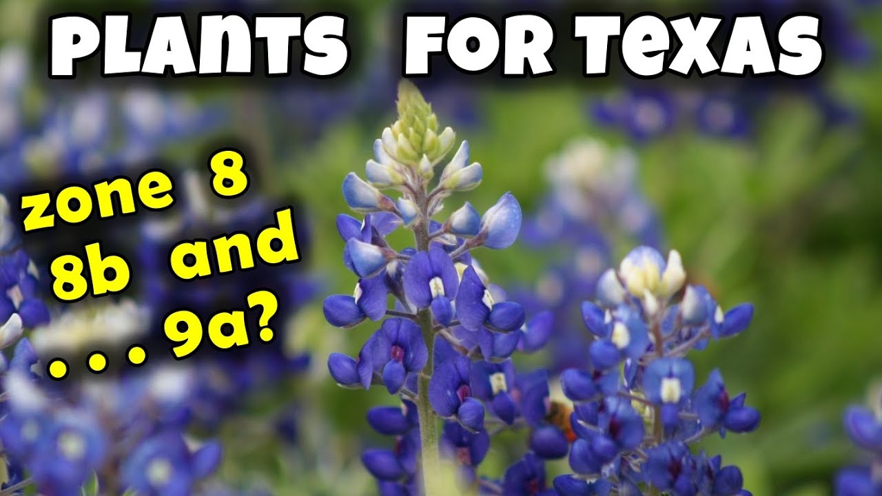 Plants for Texas Zone 8, 8b 9a 🌻🌵🌱