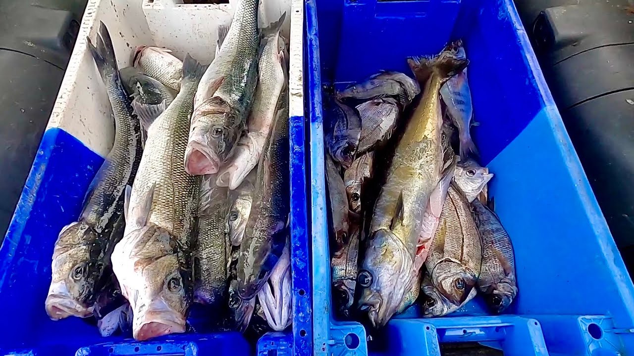 COMMERCIAL FISHING - Big Fish In Gill Nets from the Sea Shore ! Amazing Fishing !