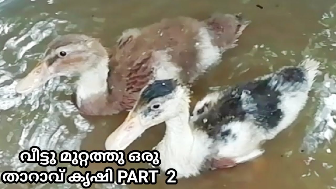 വീട്ടു മുറ്റത്ത്‌ ഒരു താറാവ് കൃഷി PART 2 | Tharavu valarthal malayalam | Tharavu krishi | Duck farm
