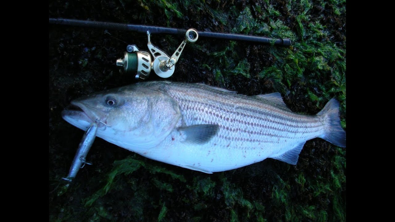Topwater Striped Bass Fishing with Cordell Pencil Poppers