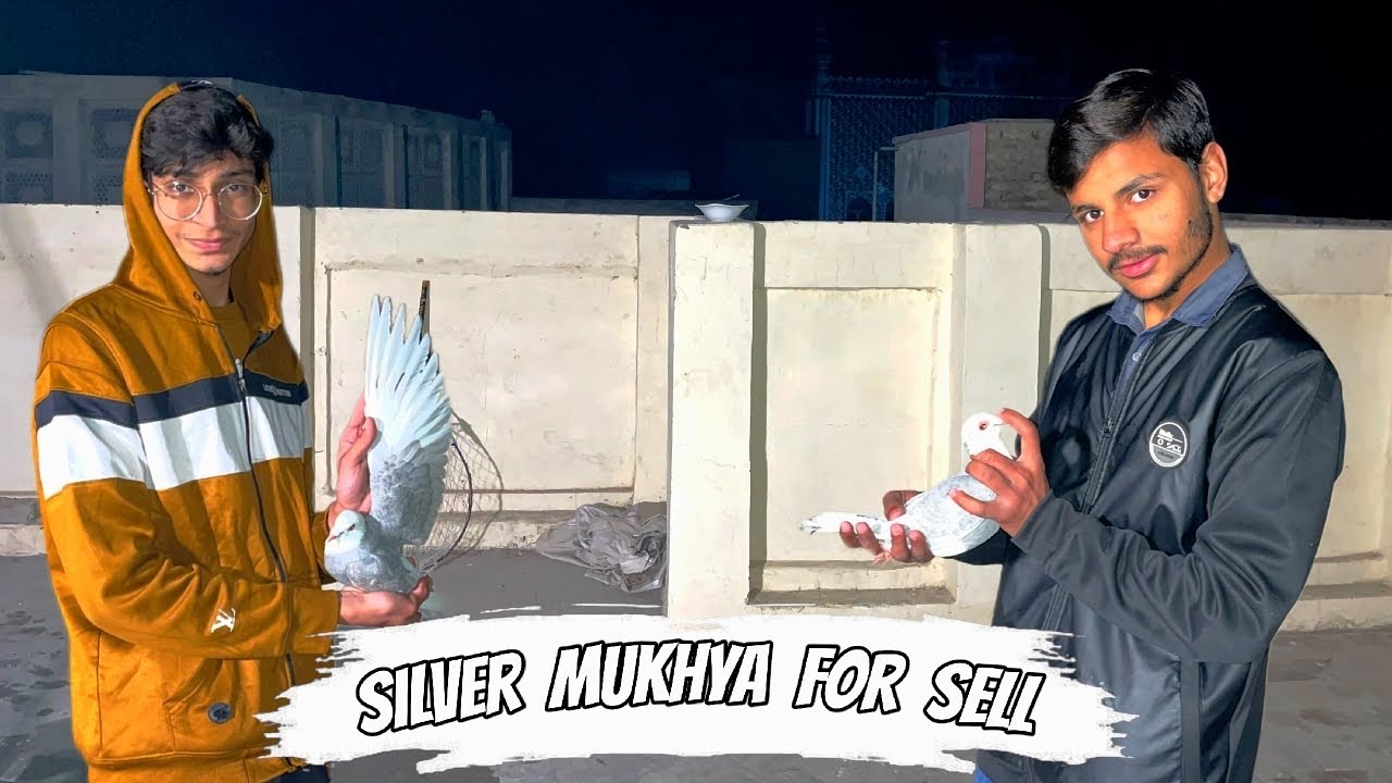 Hamara mukhya kabootar sell kar rahe ha ❤️ || Lekin akhir kiya waja bani 🤔 || Pets Zone 