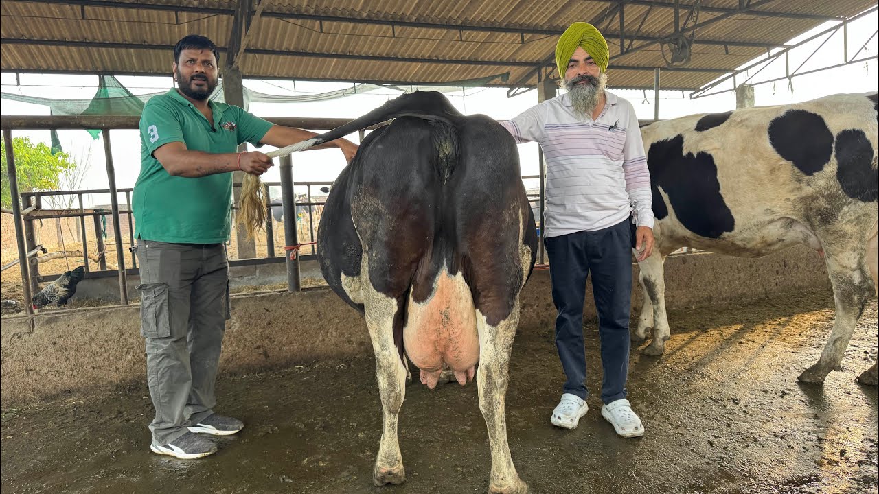 11 March 2026 Ph 97800-33533👈 2 cow for sale 