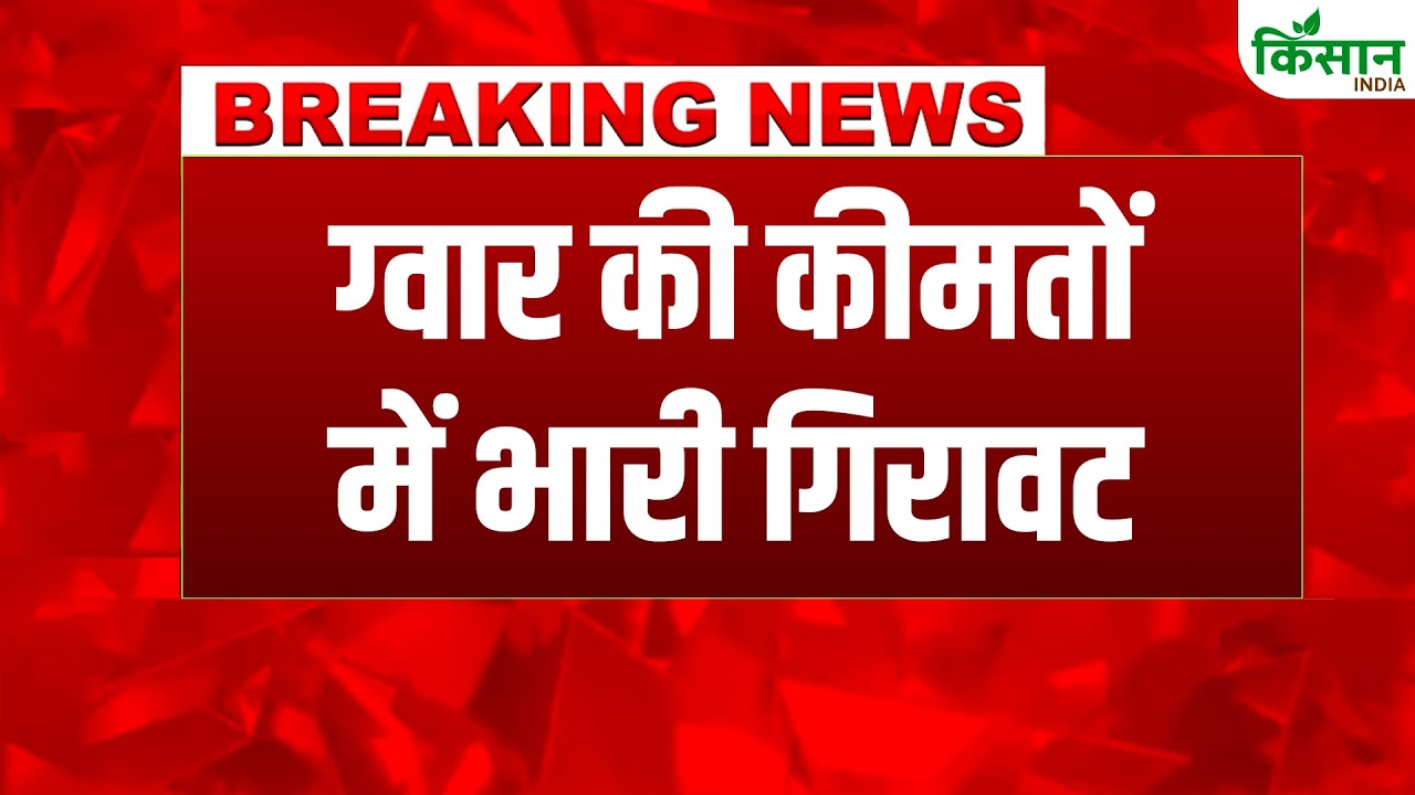Guar Price Today: Big blow to guar farmers, huge drop in guar seed prices.