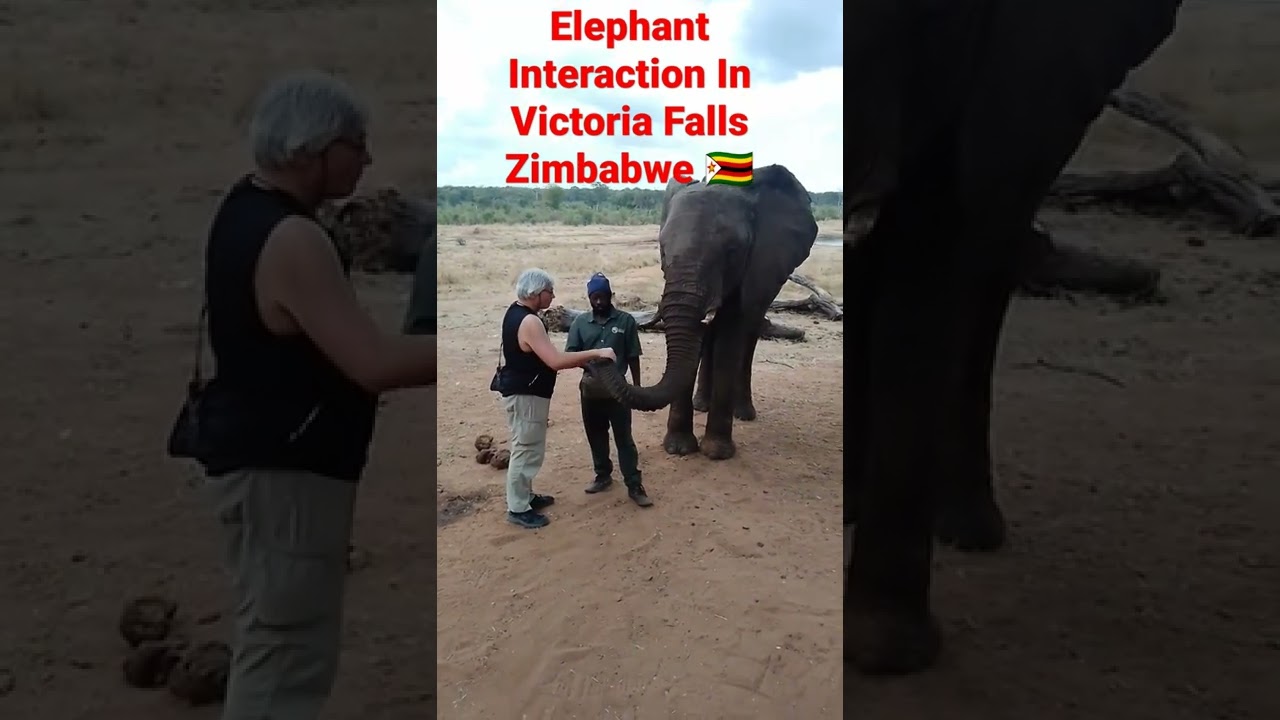 Elephant Interaction / Victoria Falls / Zimbabwe