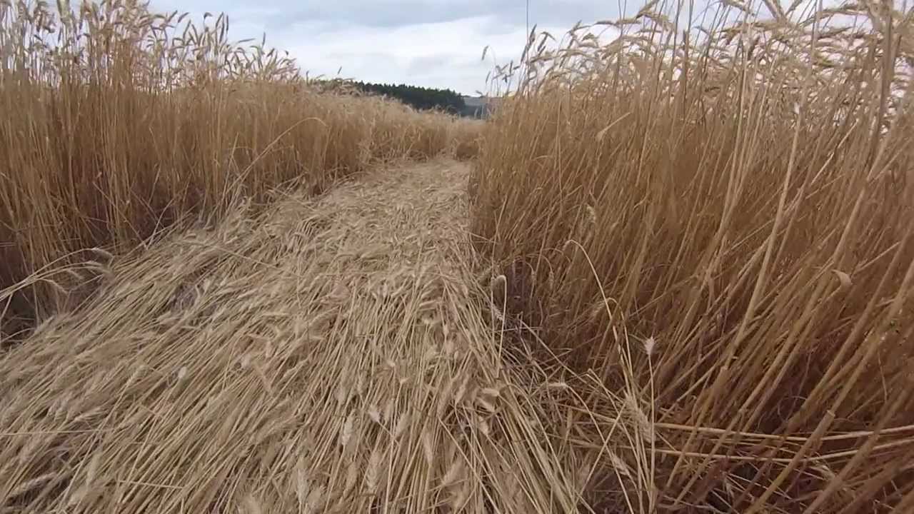 Agroglifos (Crop Circles) em Ipua&ccedil;u/SC - Novembro/2013