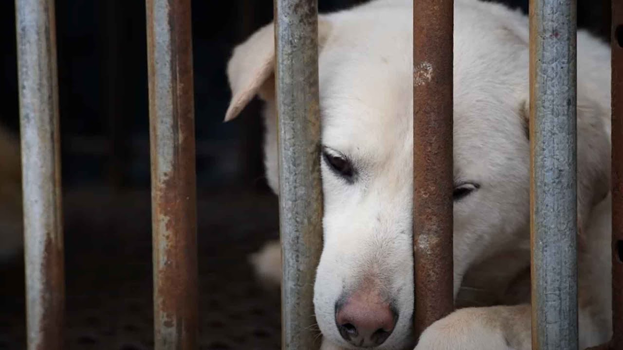 We are ending the dog and cat meat trade