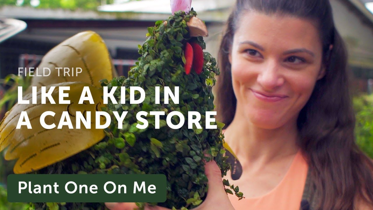 Singapore's Candy Floriculture Nursery Tour — Plant One On Me — Ep 130