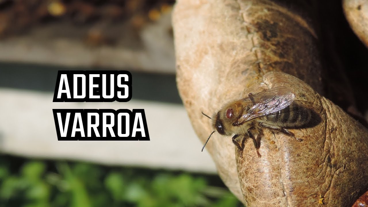 Varroa: Como Apareceu e Como Combatê-la Naturalmente