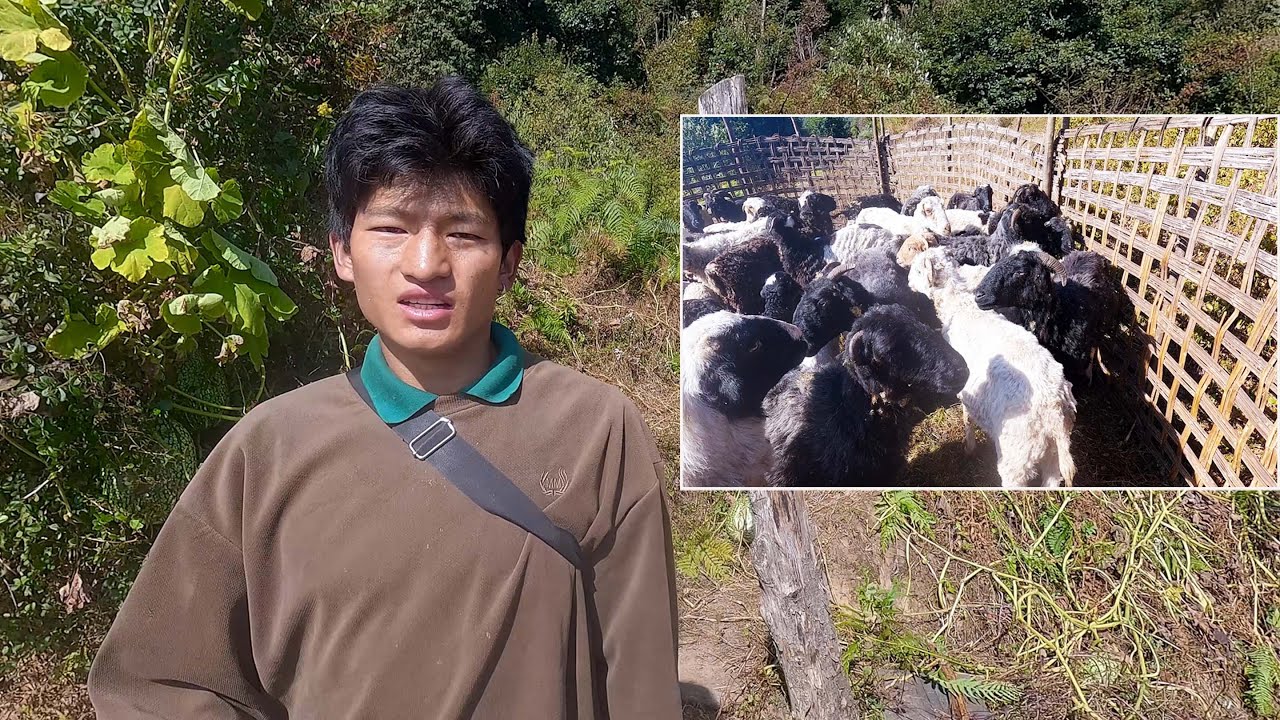 sanjip with his sheep herd || Himalayan sheep herder || shepherd life of Nepal