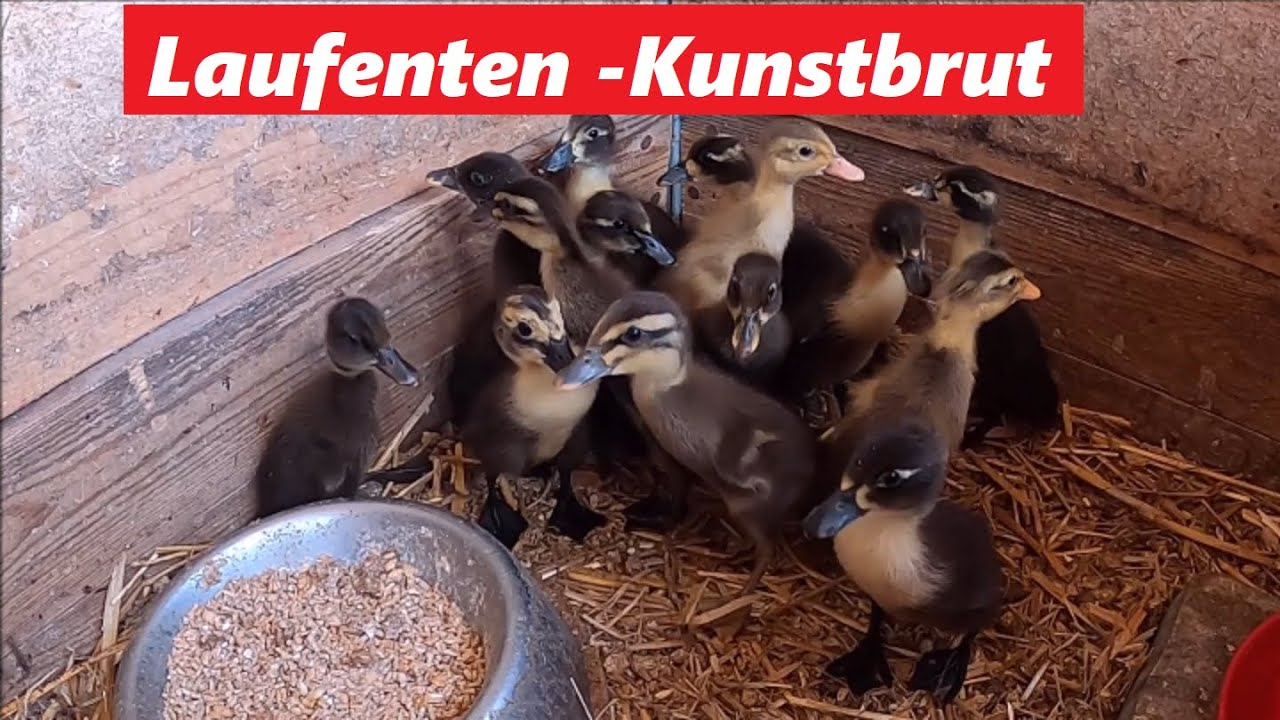 Laufenten Kunstbrut 2022 ! Mit der neuen Brutmaschiene Bruja 3000 !