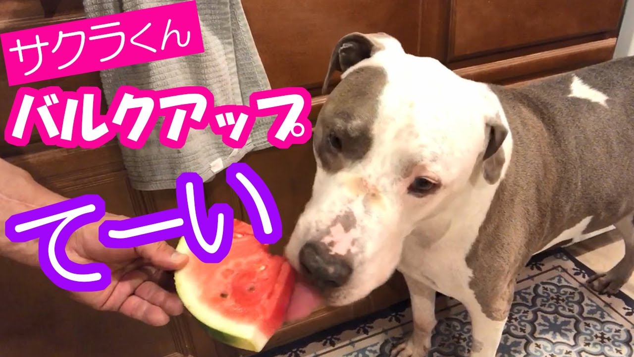 【愛犬さくらのチートデイ】サクラと目指すオリンピアへの道【ペット動画】【かわいいピットブル】
