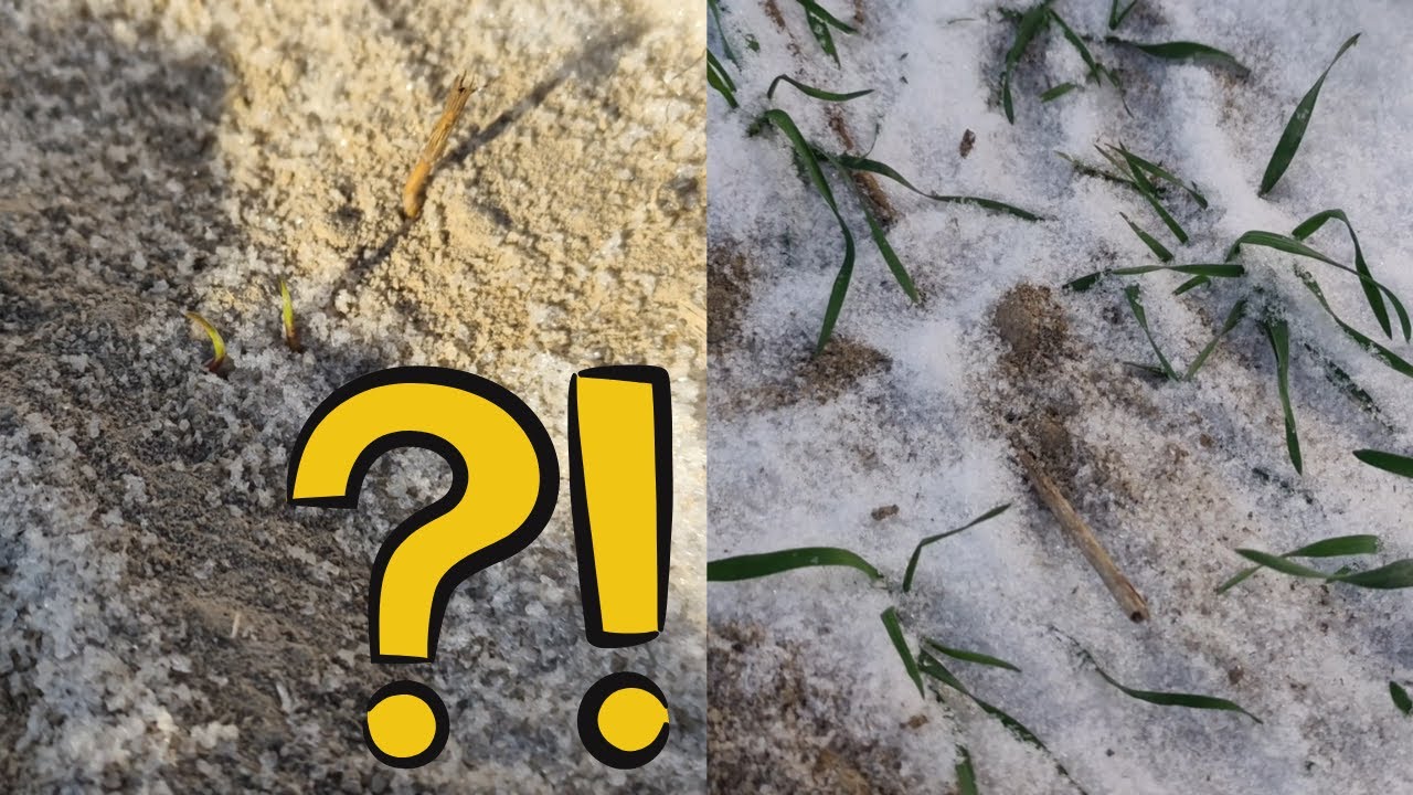 Przegląd Plantacji - Pszenżyto Ozime Styczeń 2026 r. 🥶🌾🤔