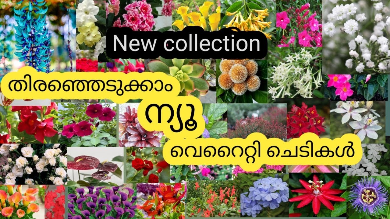Whatsapp:9847317048💐തിരഞ്ഞെടുക്കാം ന്യൂ വെറൈറ്റി ചെടികൾ//New collection #flower #garden #mandevilla