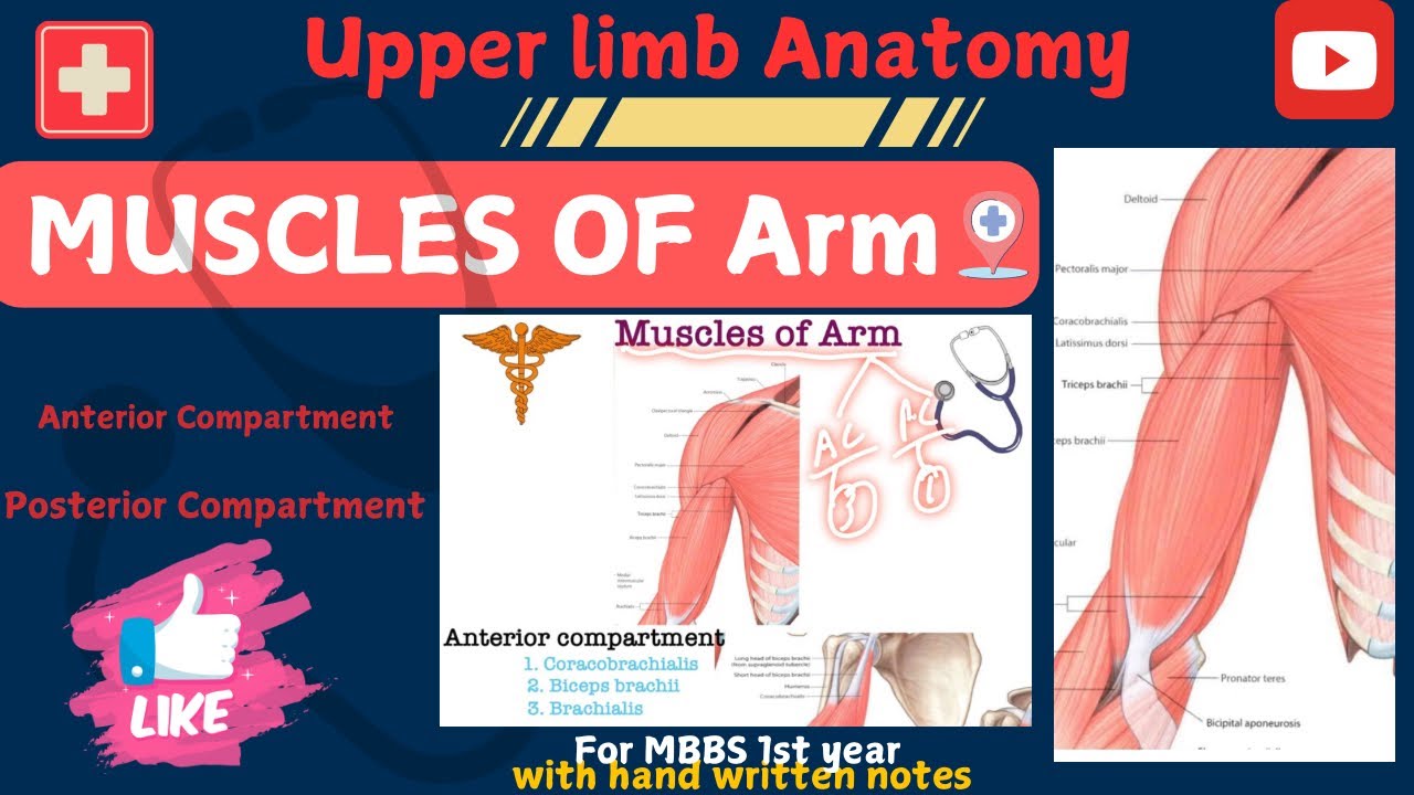 Muscles of the Arm - Origin, Insertion, Nerve supply and Function - Human Anatomy
