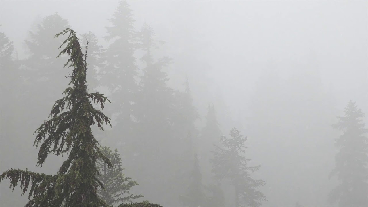 Mountain Moment: Forest Fog
