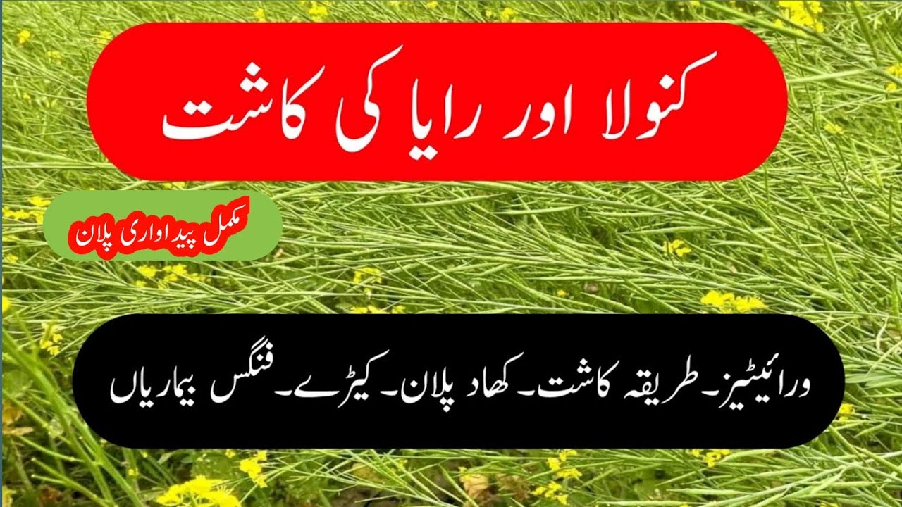 Cultivation of  Raya and canola in pakistan کنولا،رایا،سرسوں کی کاشت