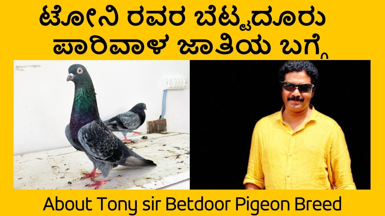 ಟೋನಿ ರವರ ಬೆಟ್ಟದೂರು ಪಾರಿವಾಳ ಜಾತಿಯ ಬಗ್ಗೆ | About Tony sir betdoor pigeon breed