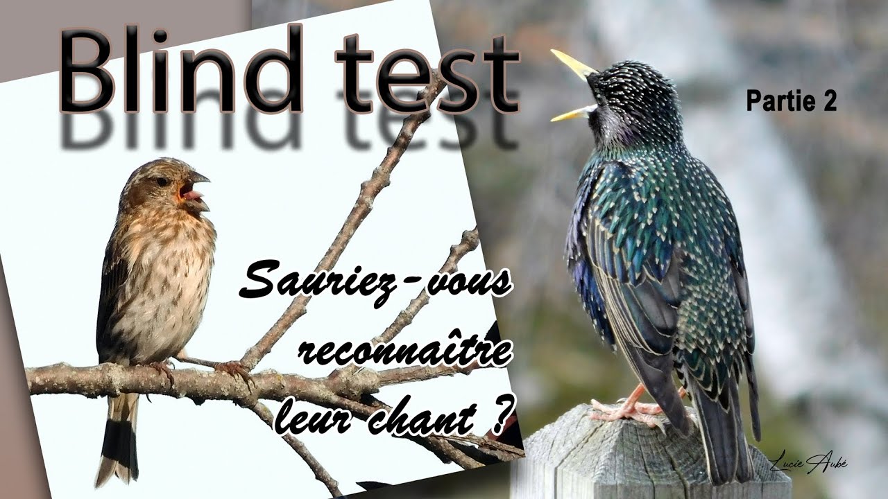 Blind test – partie 2 – Chants de 12 oiseaux du Québec
