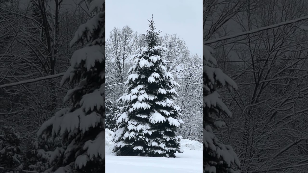 Wow cute Christmas tree 