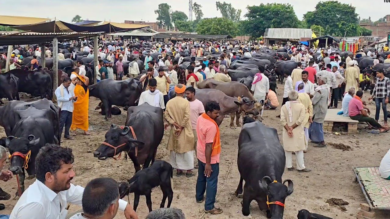 आज दिल खुश हो जाएगा यहा का मेला मंडी की बिकाऊ भैंस को देख कर |Bipin Singh Dildarnagar | Bhains Mandi