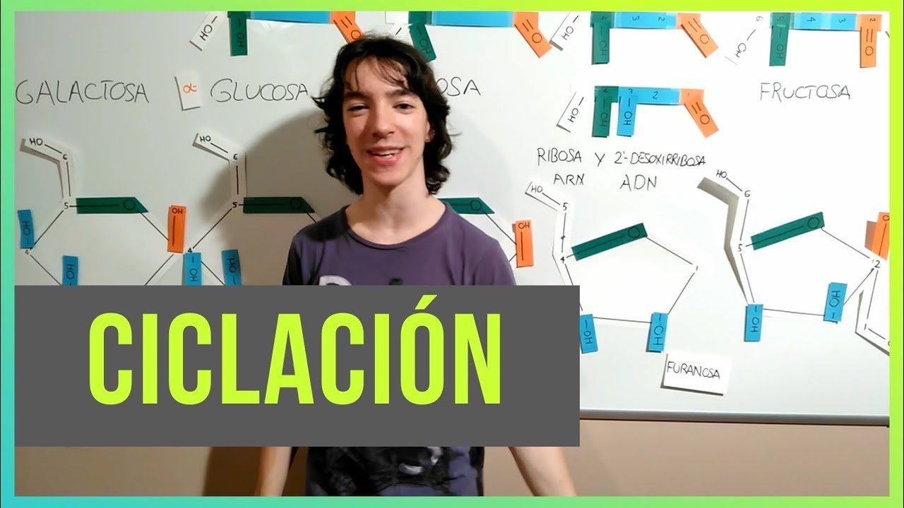 Ciclaci&oacute;n de Gl&uacute;cidos