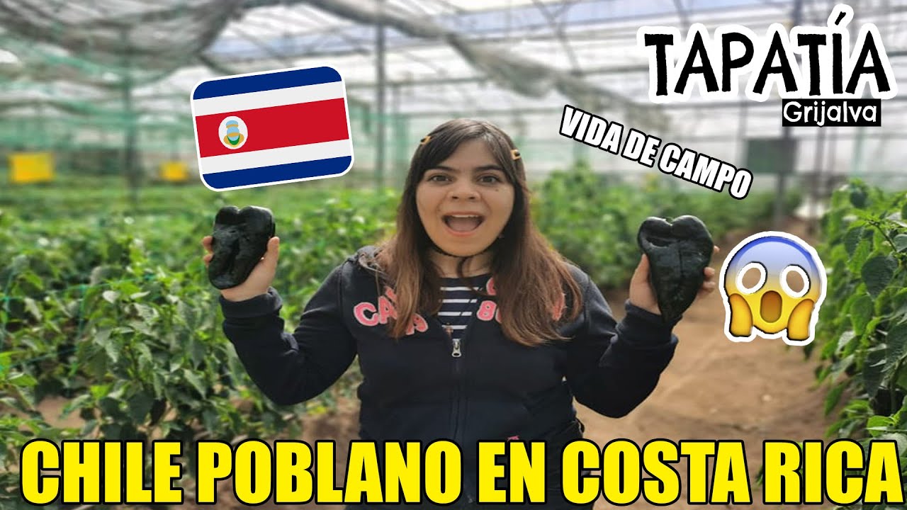 ASÍ SE CULTIVA CHILE POBLANO EN COSTA RICA/ VIDA DE CAMPO EN TIQUICIA.