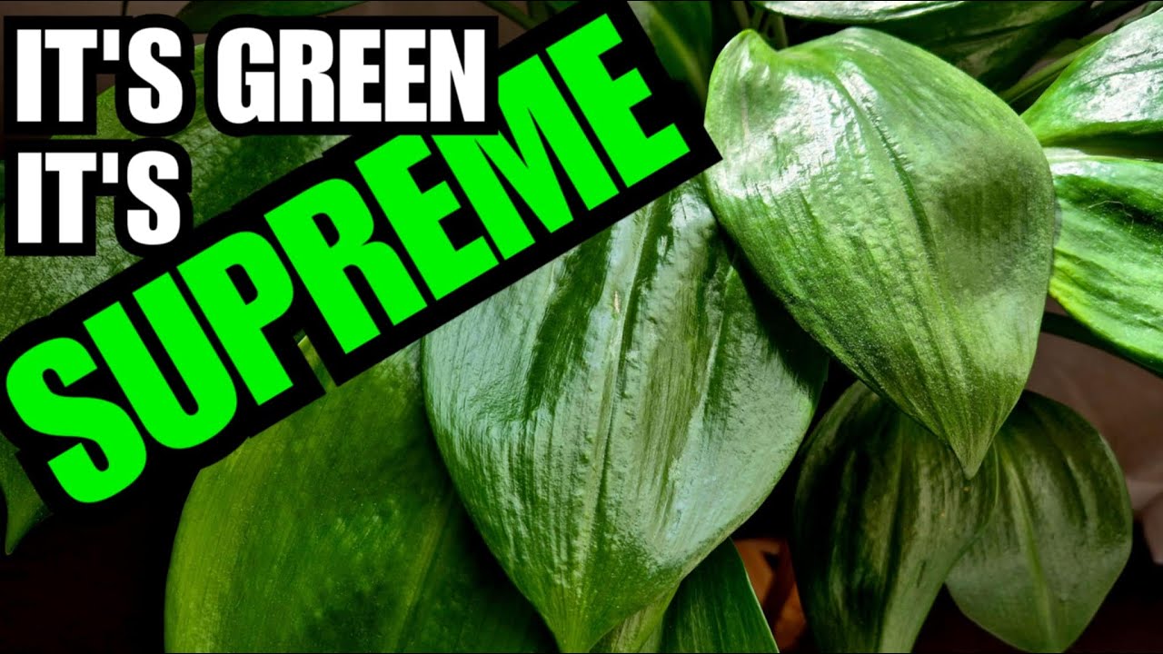 Все, что вам нужно знать о калифрурии субедентата (Green Supreme Mini Amazon Lily)