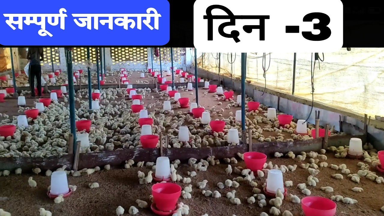 poultry farm me day-3 ki poori jankari