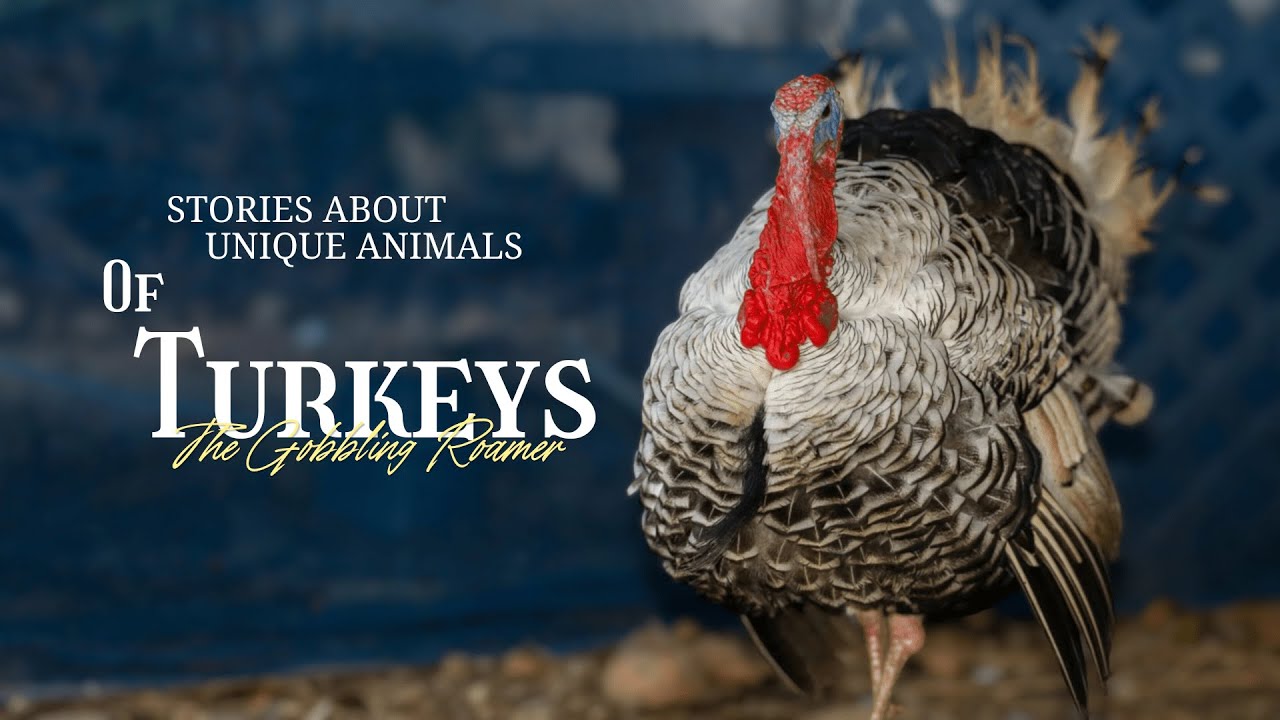 The Truth About Turkeys (They Change Colors!)