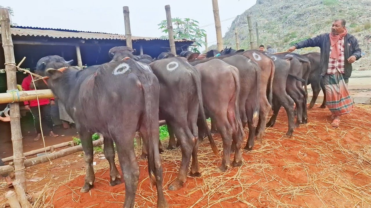 ২৬/১/২৬/উত্তরবঙ্গের হাট গুলোতে ছোট ছোট বাচ্চা মহিষের আমদানি অনেকটাই কম, চাহিদা অনেক বেশি।।
