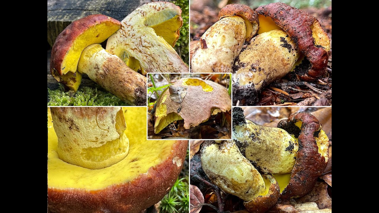 Anhängselröhrling, Gelber Steinpilz, Gelber Bronzeröhrling, Butyriboletus appendiculatus | Boletus