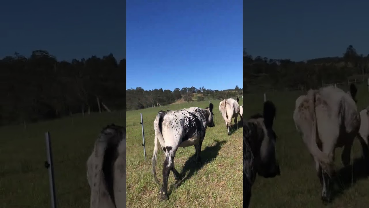 all mooers (cows)