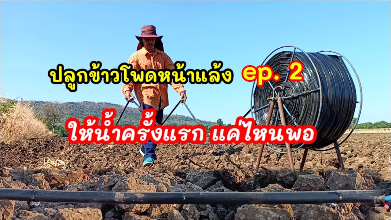 ปลูกข้าวโพดหน้าแล้ง ep.2   การให้น้ำครั้งแรก (ระบบน้ำหยด)