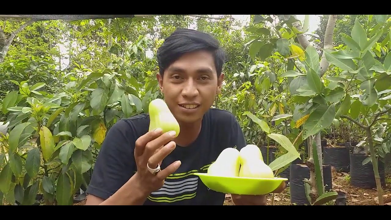 Review jambu madu Deli beserta ciri pohonnya yg asli