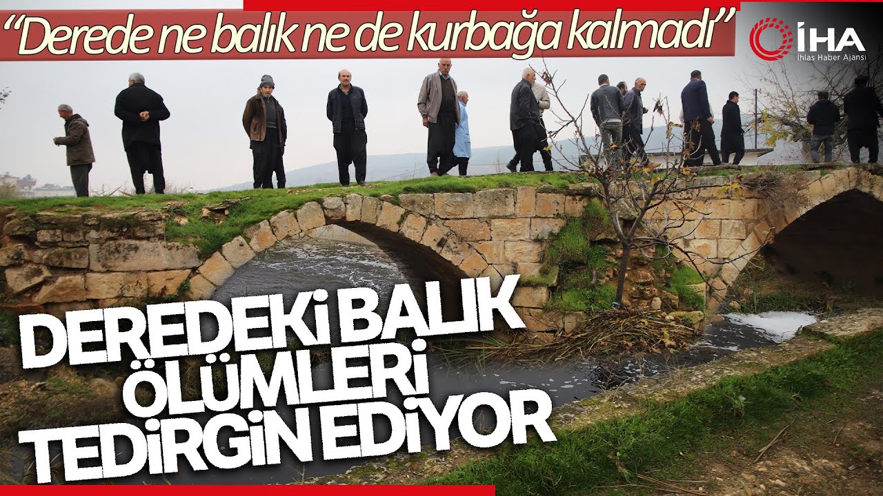Neredeyse Canlı Balık Kalmayan Bölgede Vatandaşlar Tedirgin