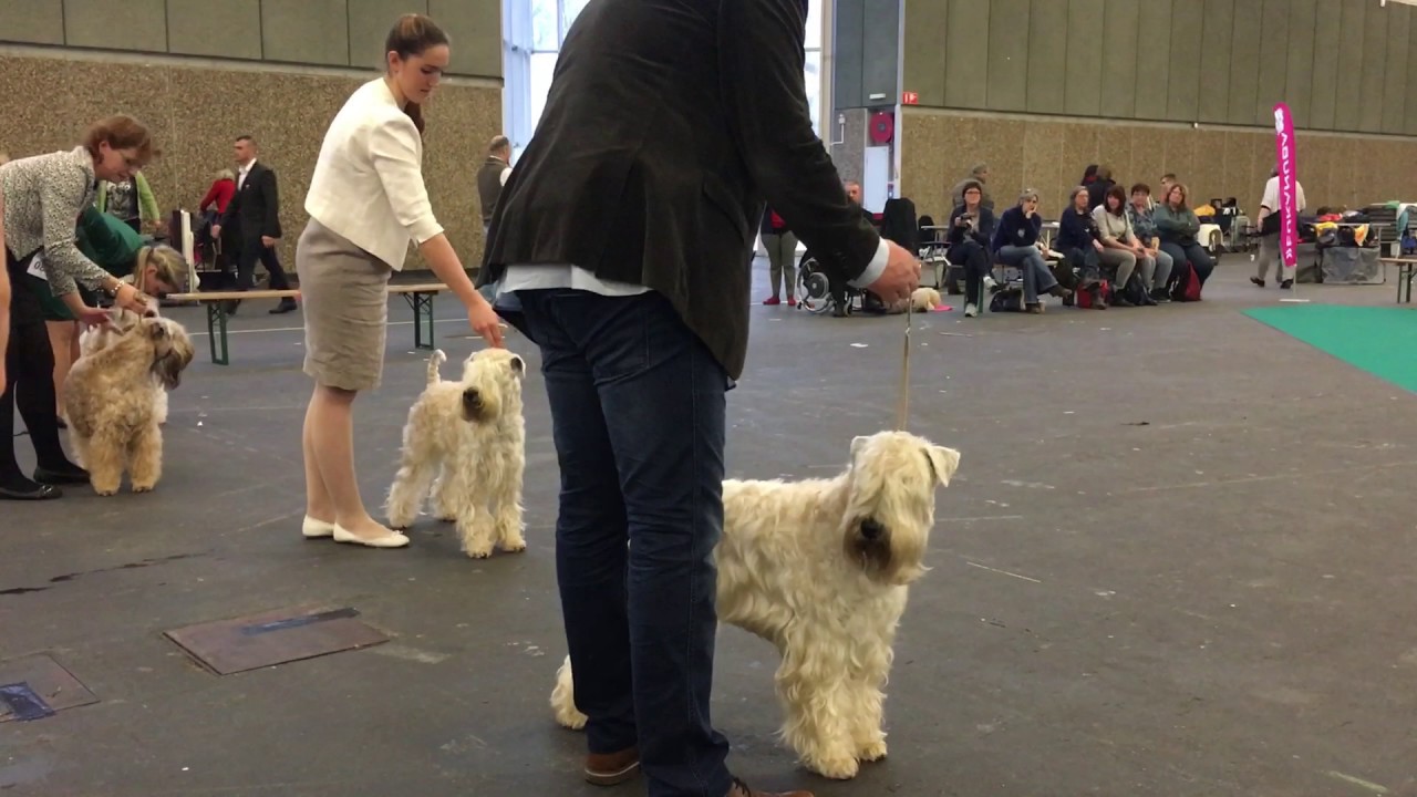 Amsterdam Winner 2016 - Irish Soft Coated Wheaten Terrier
